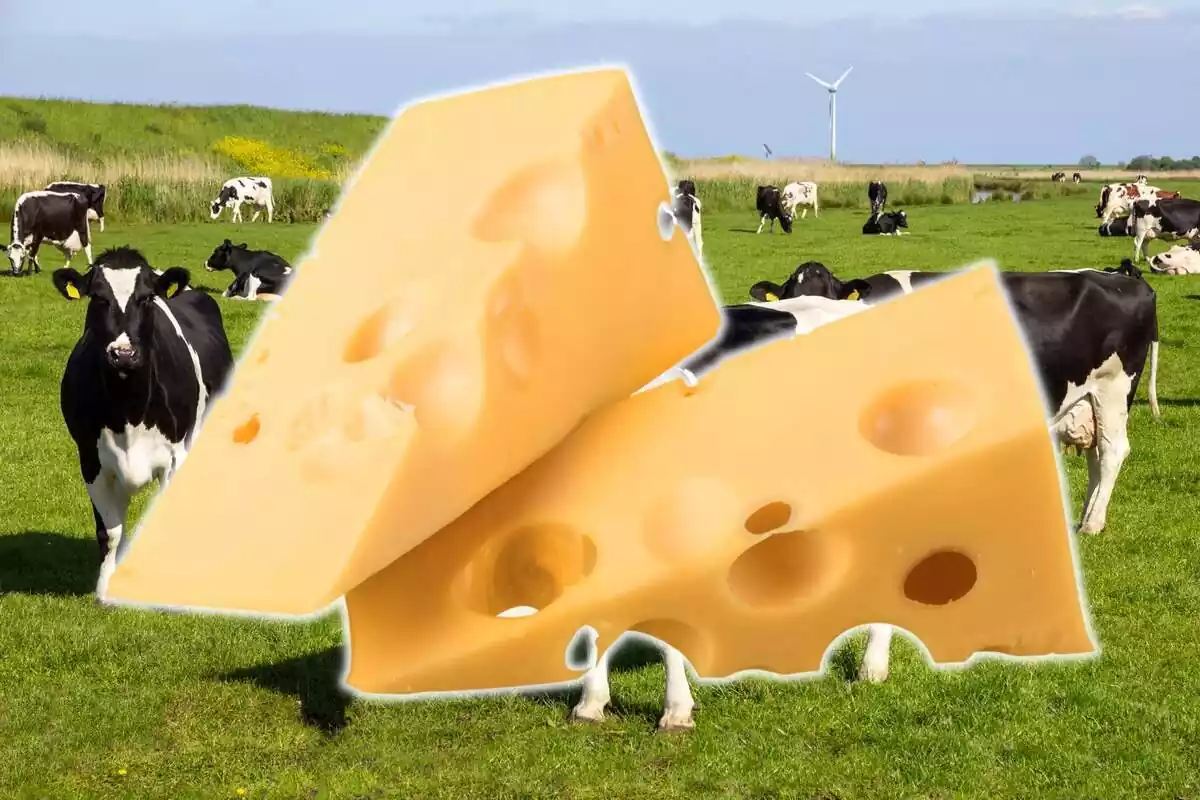 Dos trozos de queso con una imagen de fondo de un rebaño de vacas en el campo